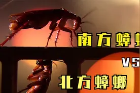 南方蟑螂VS北方蟑螂，为什么南方蟑螂个头那么大 还会飞。