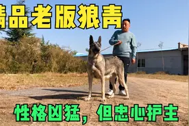 老版中华狼青犬，外形像狼性格像狼，像这样的已不多见了视频封面