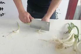 阳台种菜 教你葱根栽葱 方法便捷管理简单 1元买葱不知不觉吃一年视频封面