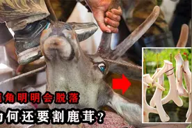 鹿角每年都会自然脱落，为何人类不去捡，反要辛苦养鹿割鹿茸？视频封面