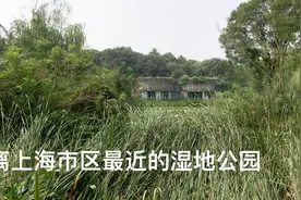 上海离市区最近的湿地公园，生态环境很不错，你知道在哪吗视频封面