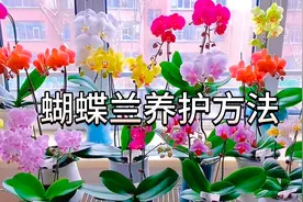 家庭种植蝴蝶兰有诀窍！这样不仅根系发达避免烂根，还年年都开花视频封面