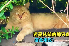 黄老虎：我还是从前那个少年，岁月只不过是考验，心中信念未改！视频封面