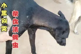 老黑狗被虱子和蜱虫感染，主人看到以后忍痛清除，纪录片视频封面
