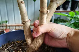 养玉树，别只知道喂黄豆水，想养成老桩，这种肥可不能缺视频封面