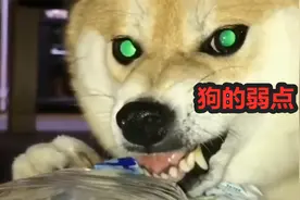 狗的弱点在哪？碰到猛犬攻击如何自保，这个动作一招解决视频封面