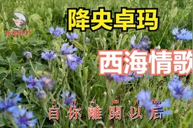 降央卓玛 西海情歌 唱出了爱情的凄凉，娓娓动听视频封面