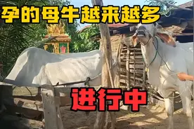 母牛刚配婚三天又发情，今天给两头牛配种，这场面太滑稽了视频封面