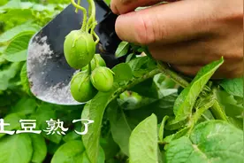 发芽土豆差点扔掉，随手种菜地，3个月后挖起一看直呼够吃半年视频封面