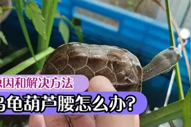 乌龟葫芦腰翘甲是什么原因？预防草龟葫芦腰的方法，龟甲翘起解决