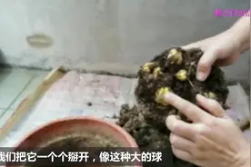 百合种球挖不挖？什么时候挖比较好？挖了之后要怎么处理才对？视频封面