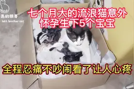 七个月大的流浪猫意外怀孕生下五个宝宝，全程忍痛不吵闹让人心疼视频封面