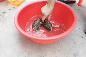 小伙阳台养鹌鹑，听说鹌鹑肉是补品，今天抓2只公鹌鹑煲粥试试看视频封面