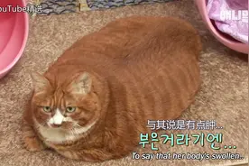 脂肪含量是正常猫咪三倍的18岁猫咪，通过食疗和运动减去0.8kg~视频封面