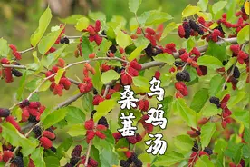 桑葚乌鸡汤，吃了30几年桑葚，原来桑葚煲汤更好喝视频封面