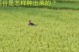 稻谷大米是怎样生产出来的，看完这个视频，才知粮食来之不易视频封面