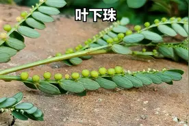 青蛇药叶下珠，药用价值高，你了解了吗？视频封面