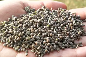 一种野生草籽，可用于胃酸胃痛胃不舒服，家里的老人都认识！视频封面