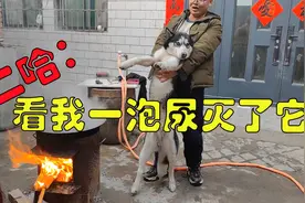 主人拿地锅炖二哈，二哈为了报仇疯狂对地锅撒尿，这傻狗笑死我了视频封面