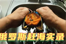 俄罗斯远东海边岩石附着的海鲜！海虹、鹅颈藤壶很多！视频封面