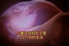 小象在妈妈肚子里的漫长的22个月，靠练习吃奶解闷，奶嘴就地取材视频封面