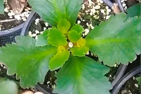 怎样让长寿花小苗长的壮、多生分枝？这几点是关键，你也可以做到视频封面