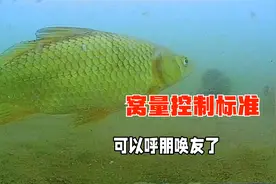 野钓鲫鱼鲤鱼如何控制窝量？想象和现实差别太大了，钓鱼新知视频封面