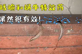 养花种菜蜗牛、蛞蝓怎么治？这种特效药洒一次就能轻松消灭！视频封面