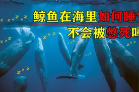 鲸鱼连呼吸都要浮出水面，它们在海里怎么睡觉？不会被憋死吗？视频封面