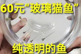 60元神奇的“玻璃猫鱼”，全身透明鱼骨都能看见，它怎么吃东西的视频封面