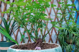 月季老桩不长笋芽？教你技巧，笋芽冒不停视频封面