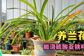 兰花需要浇硫酸亚铁吗？可乱浇，用错了代价太大视频封面