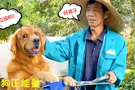 金毛开车去遛弯，主动帮助陌生人，正能量得路人好评！视频封面