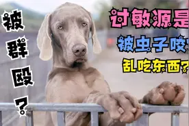 魏玛犬过敏了，满脑袋起大包，怎么才能找到“过敏源”？视频封面