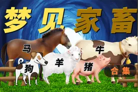 梦见常见的家畜【猪牛羊马狗】是什么预示呢？有什么预兆呢？视频封面
