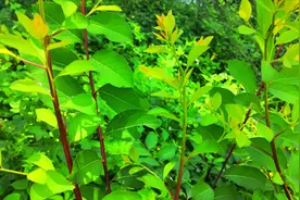 在农村还不知道白饭树的功效用途吧？了解过这种植物你就知道了视频封面