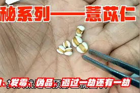 揭秘系列——薏苡仁：走油、发霉、伪品，逃过一劫还有一劫！视频封面