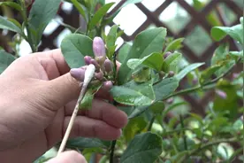 柠檬开花后用棉签刷一刷，结出颗颗大果实视频封面