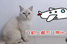 小猫上飞机被拦只因猫薄荷，原来这些东西都不让带上飞机，懂了！