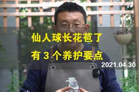 仙人球长花苞了 有3个养护要点视频封面