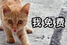 在自己的天台居然还捡到了一只猫？关键还是橘猫啊！真养不起哦视频封面