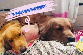 金毛为什么喜欢男主人，理由很简单，换做是孩子也会是这样的答案视频封面