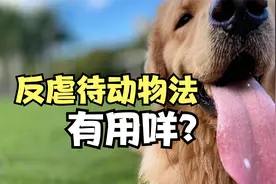 反虐待动物法，有用吗？你会支持吗？视频封面