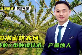 韩国水蜜桃农场，打造独特的Y型种植技术，产量惊人！视频封面
