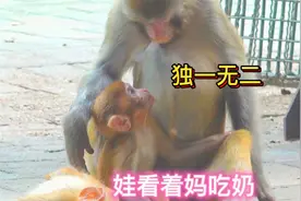独一无二的猴妈，猴娃吃奶挨揍，自己却偷喝奶水，喝的畅快淋漓视频封面