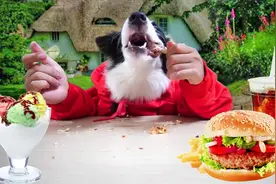 牧羊犬竟然喜欢吃炸鸡，日子过得比人还滋润视频封面