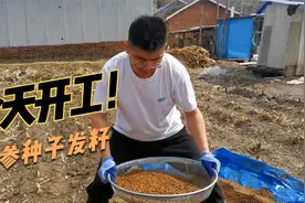鲜参籽直接种，80％存活不了，存活率高的秘诀是什么？视频封面