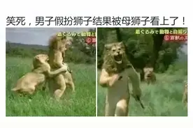 沙雕神评：日本男子假扮狮子，结果却被母狮子看上了！视频封面