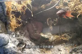 亲鱼吃小鱼很常见，叉尾斗鱼和鱼苗重逢，是父爱爆棚还是一口吞下视频封面