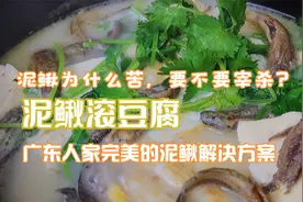 泥鳅豆腐汤，广东营养滋补汤 怎样宰杀不腥不苦，正宗做法快收藏视频封面